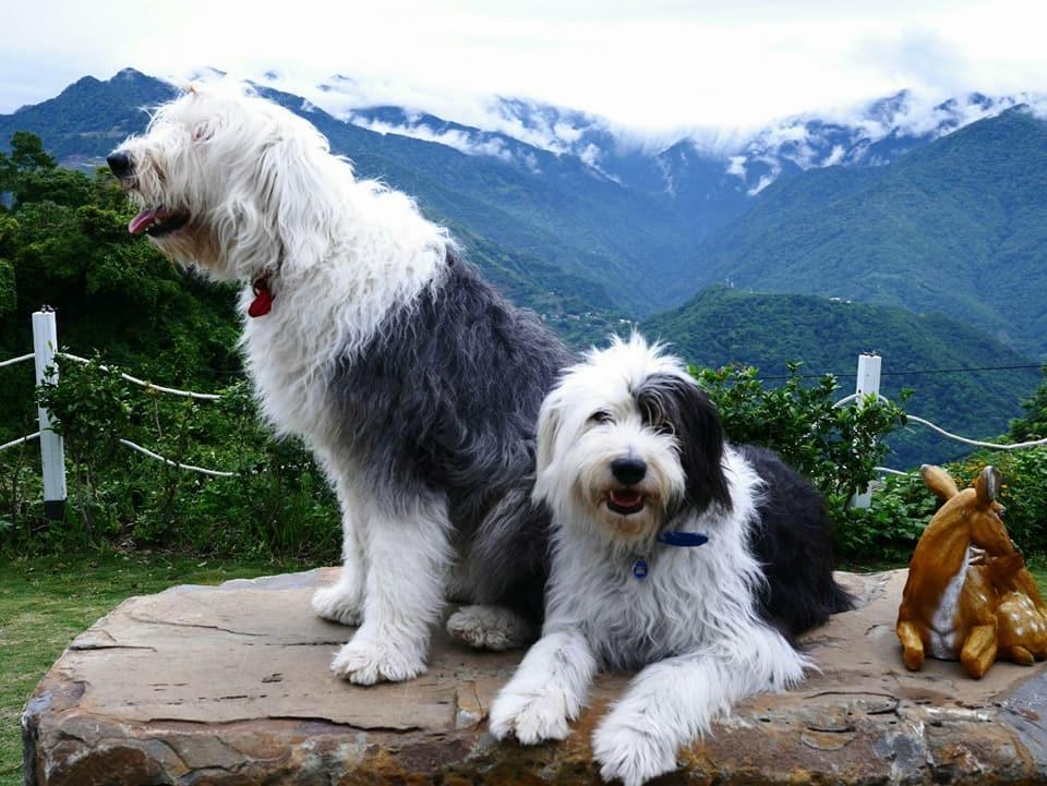 Moose & Squirrel Bed & Breakfast Renai Dış mekan fotoğraf
